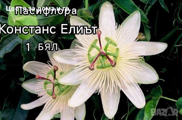 Пасифлора (Passiflora), снимка 1 - Разсади - 46802081