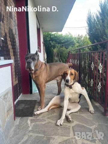 гледане на кучета в домашни условия в вила до Обзор