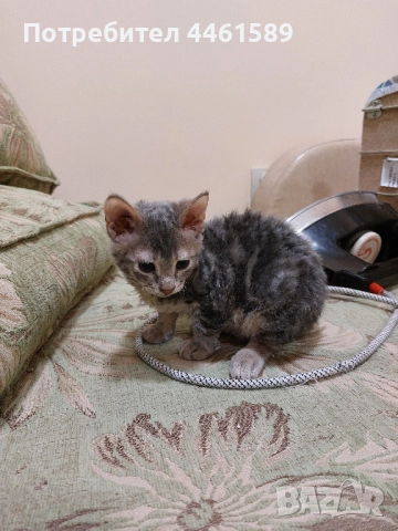 ПОДАРЯВАМ домашни котенца, снимка 4 - Други - 52665863