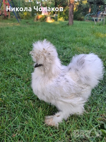 Американски копринки яйца , снимка 7 - Кокошки и пуйки - 54220790