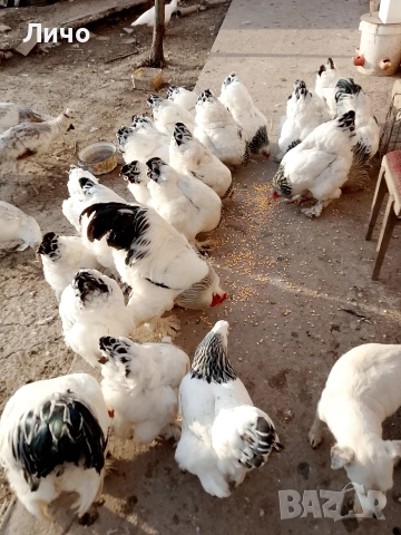 продавам яйца, снимка 4 - Кокошки и пуйки - 53885300