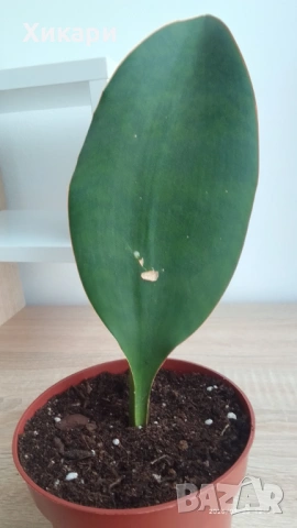 Sansevieria Masoniana - Whale fin ( Сансевиера Китова перка ), снимка 5 - Стайни растения - 51888121