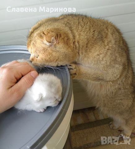 Шотландски котета сребърна чинчила, снимка 10 - Чинчили - 45093328