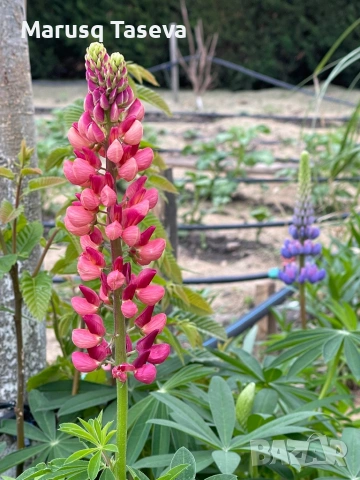 Лупина няколко вида , снимка 12 - Градински цветя и растения - 53818007