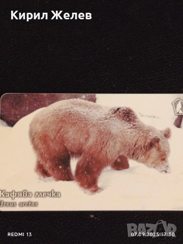 Три фонокарти тема ЖИВОТНИ ЧЕРЕН ЛЕШОЯД,КАФЯВА МЕЧКА за КОЛЕКЦИЯ 12011, снимка 4 - Колекции - 51634380