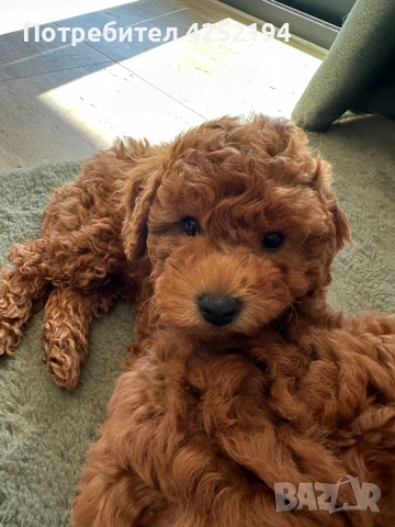 Мини пудел женско , снимка 2 - Пудели - 53865447