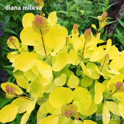 Жълта Смрадлика Златен Дух, Cotinus coggigria Golden Spirit, снимка 6 - Градински цветя и растения - 46447255