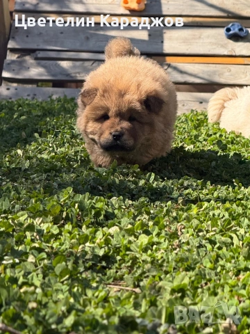 Чау чау, снимка 6 - Чау Чау - 53848895