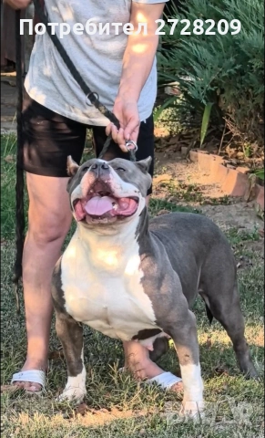 Американско Були Хл/American Bully XL , снимка 11 - Питбул - 53614865