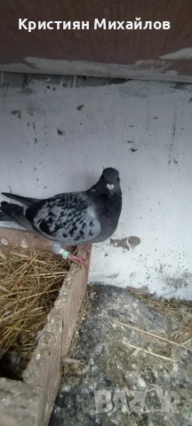 Пощенски гълъб