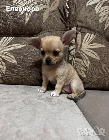 Мини Разкошно Чихуахуа Момиченце       , снимка 2 - Чихуахуа - 52764602