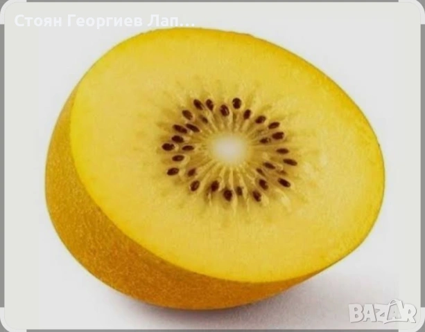 Златно киви -Сорели, снимка 4 - Разсади - 53790767