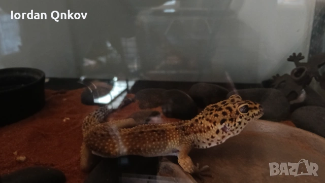 Продавам гекон, снимка 3 - Гекон - 53121021