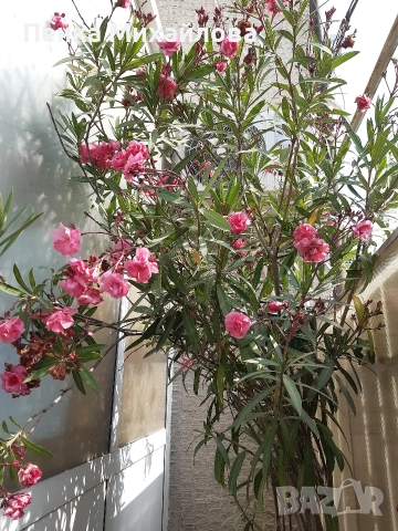 продавам олеандър 2 броя 250см, снимка 3 - Стайни растения - 52770364
