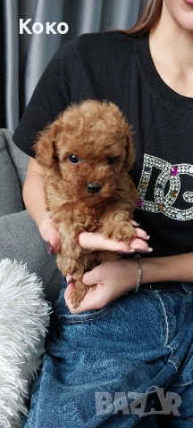 Той пудел/пудели , снимка 3 - Пудели - 52675949