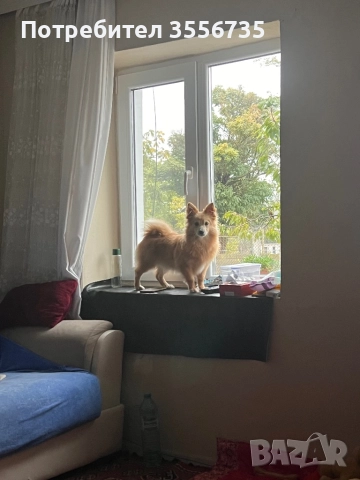 Померан Шпитц, снимка 6 - Немски шпиц - 52676167