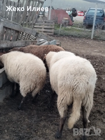 Продавам плевенски черноглав коч, снимка 5 - Овце - 54200369