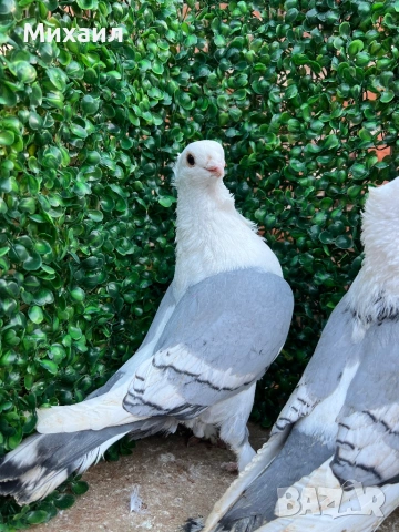 Сатинети, Унгарци