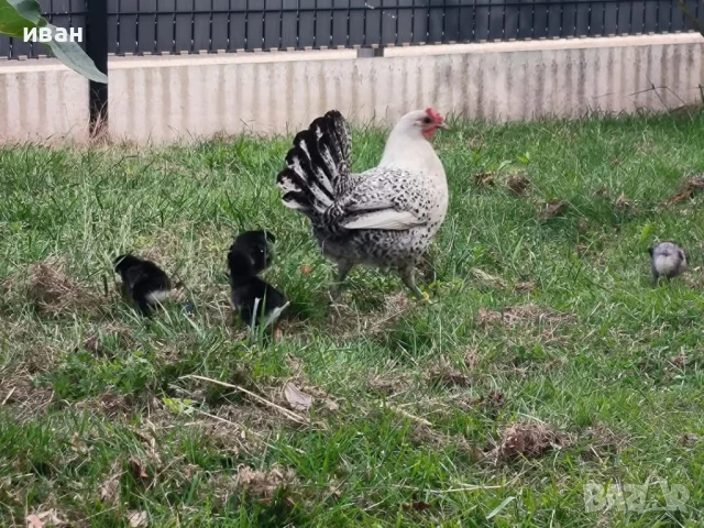 Свободни яйца от Сребърно Брезе Бантам -единствени в България вкарани в България лично от мен , снимка 8 - други­ - 51155393