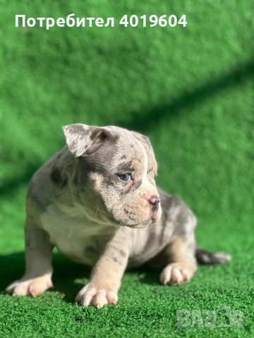 Американско були покет мерле, снимка 6 - Други - 52792170