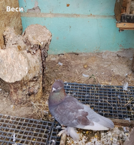 Продавам чифт узбекски и мъжки, снимка 4 - Гълъби - 52909602