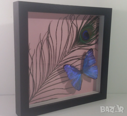 Пеперуда Morpho Adonis от Южна Америка