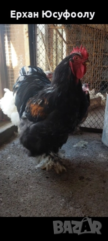 Кохин, Пауни, Брама