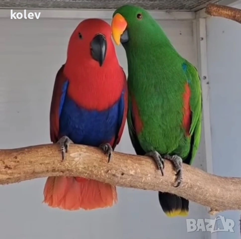 Папагали Еклектус бебета , снимка 7 - Папагали - 53832584