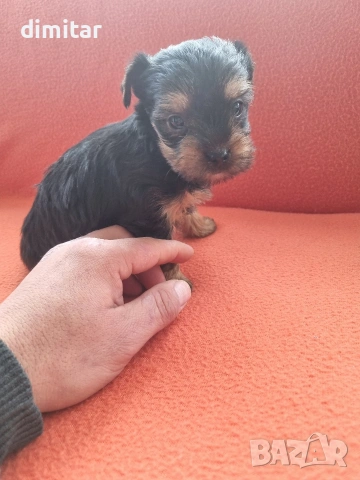 Йоркшир териер момче. , снимка 6 - Йоркширски териер - 53138683