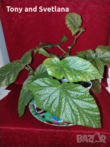 Бегонии Тамая, млади добре вкоренени растения 