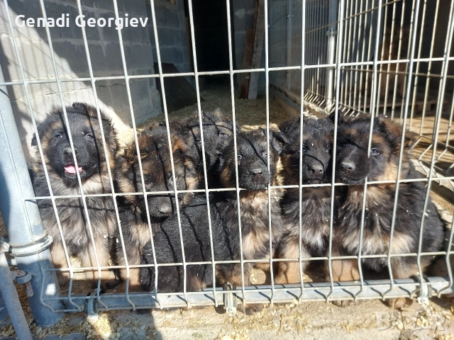 немски овчарки, снимка 6 - Немска овчарка - 53292143