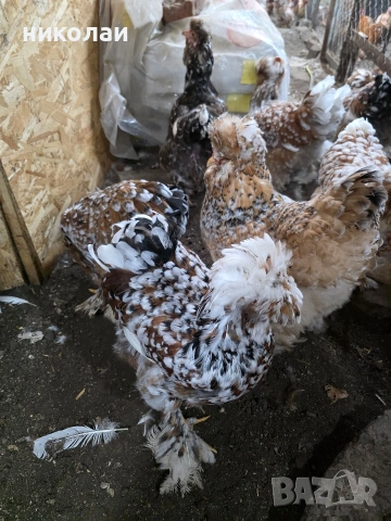 Продавам оплодени яйца от струмски стандарт, снимка 4 - други­ - 53832836