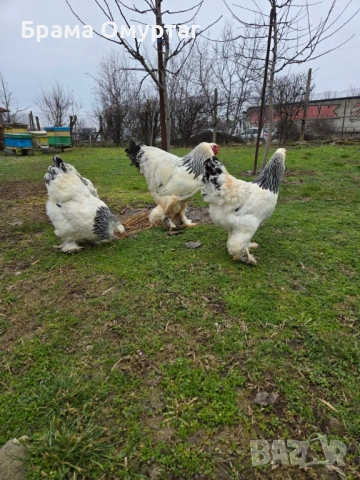 Продавам разплодни яйца от Колумбийска [Light Brahma], снимка 4 - Кокошки и пуйки - 53811490