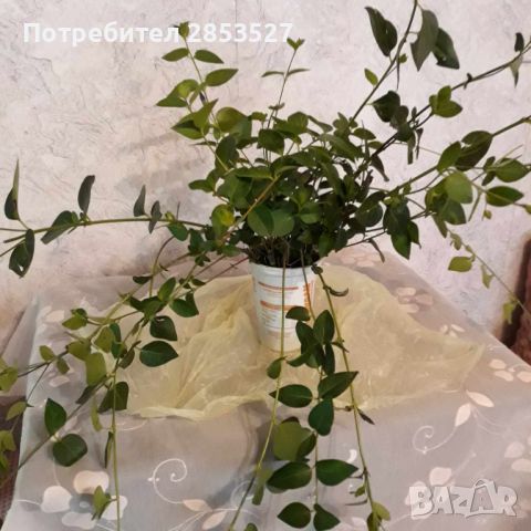 Промо Комплект градинска Винка, снимка 8 - Градински цветя и растения - 45783014