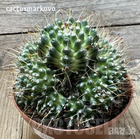 Mammillaria painteri ‘Supernova’, снимка 2 - Стайни растения - 48027387