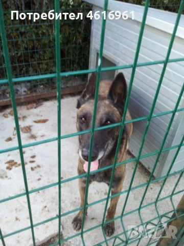 Предлагам Белгийска овчарка