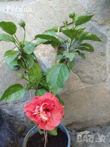 хибискус, снимка 2 - Стайни растения - 51329626
