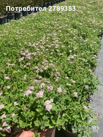 Японска Спирея, снимка 2 - Градински цветя и растения - 53071435