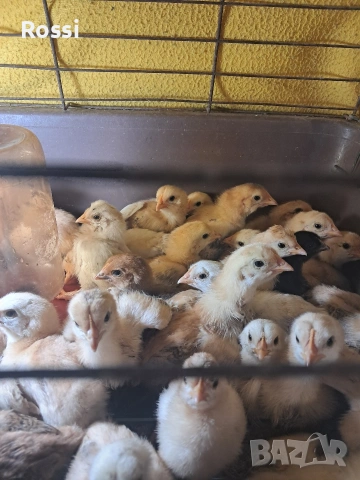 Дворни пиленца и от сини яйца, снимка 4 - Кокошки и пуйки - 53276186