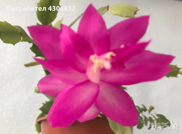 Коледниче/schlumbergera снимки 16.01.2025, снимка 7 - Стайни растения - 48509255