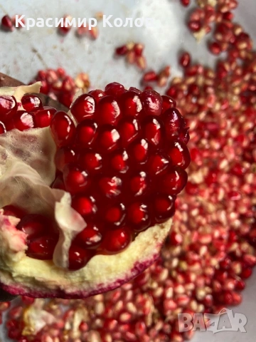 Нарове – селекция от много сортове с различни характеристики ,растения, дръвчета, снимка 4 - Градински цветя и растения - 52516852