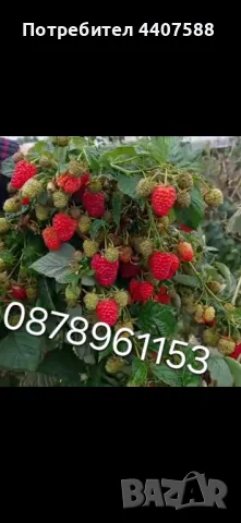 Разсад ягоди целогодишни , снимка 16 - Разсади - 49884414