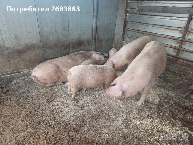 Малки прасеа от 20 до 30кг.