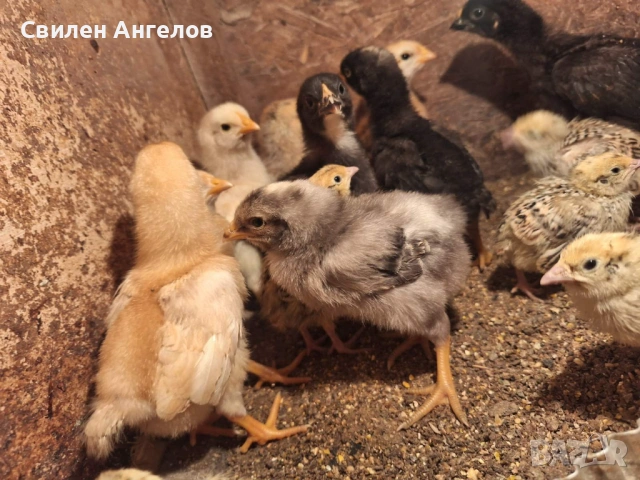 Пилета селска кокошка, снимка 2 - други­ - 53899338