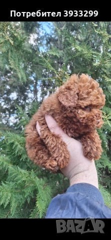 той пудел пуделче момче, снимка 12 - Пудели - 53531999