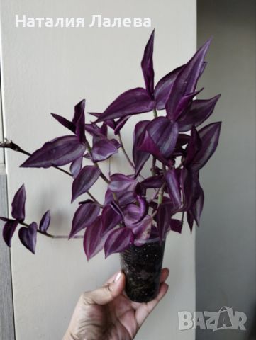 Традесканция, tradescantia Purple Joy, снимка 2 - Стайни растения - 46767343