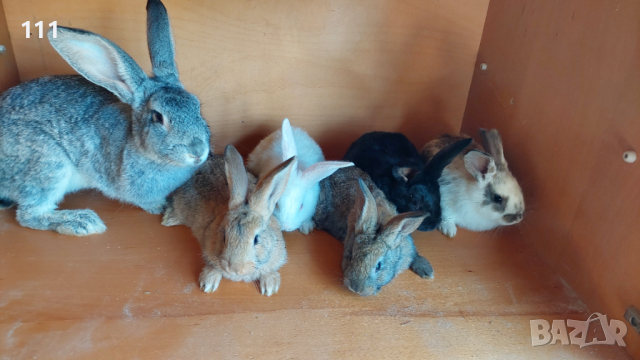 Зайци на различна възраст., снимка 6 - Други - 40604862