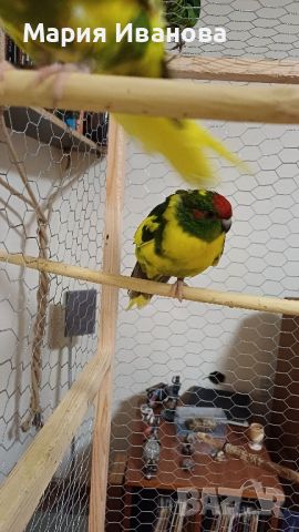 Какарики папагалчета, снимка 5 - Папагали - 45654851