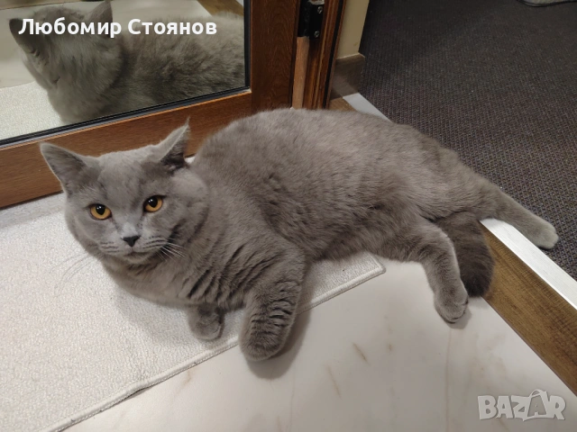 Британец за разплод , снимка 7 - Британска късокосместа - 53433473