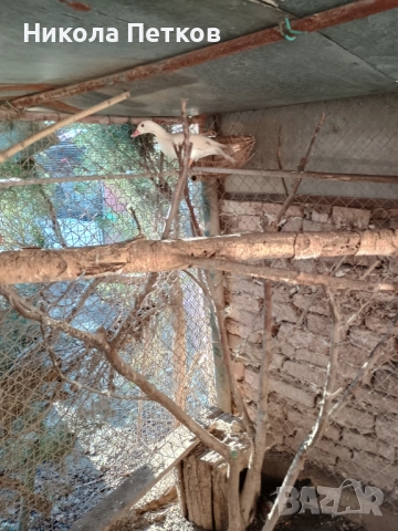 Патета мандаринки , снимка 4 - други­ - 52777386